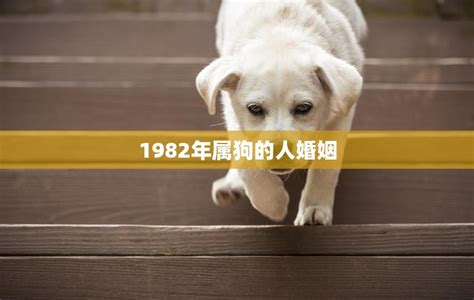 1982年属狗人的婚姻|1982年属狗的最佳配偶属相 82年属狗的和什么生肖最配